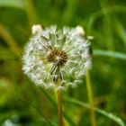 Pusteblume