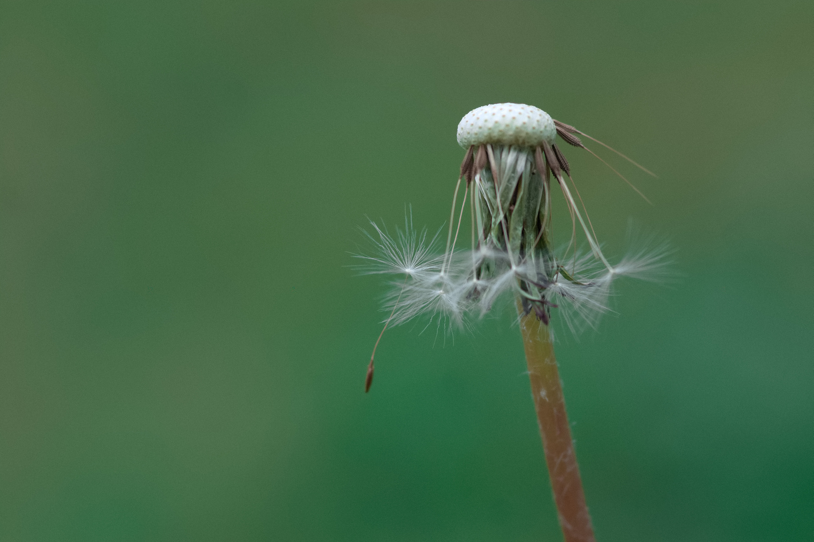 Pusteblume