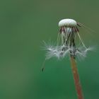 Pusteblume