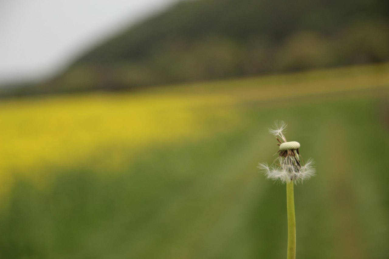 Pusteblume 