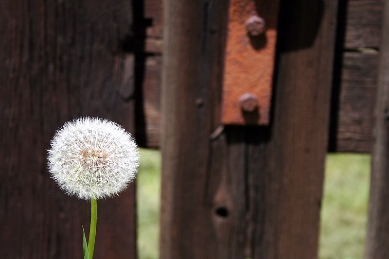 Pusteblume