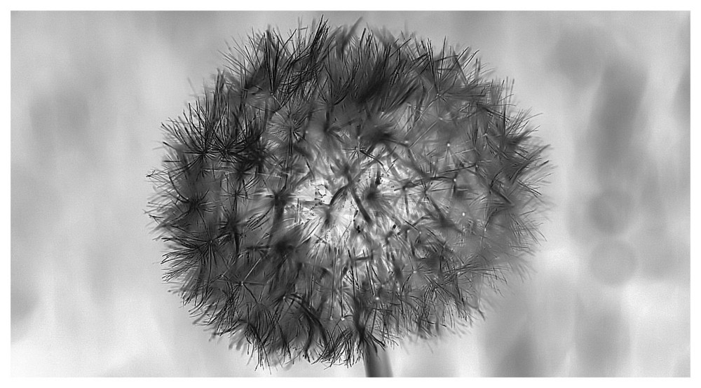 Pusteblume