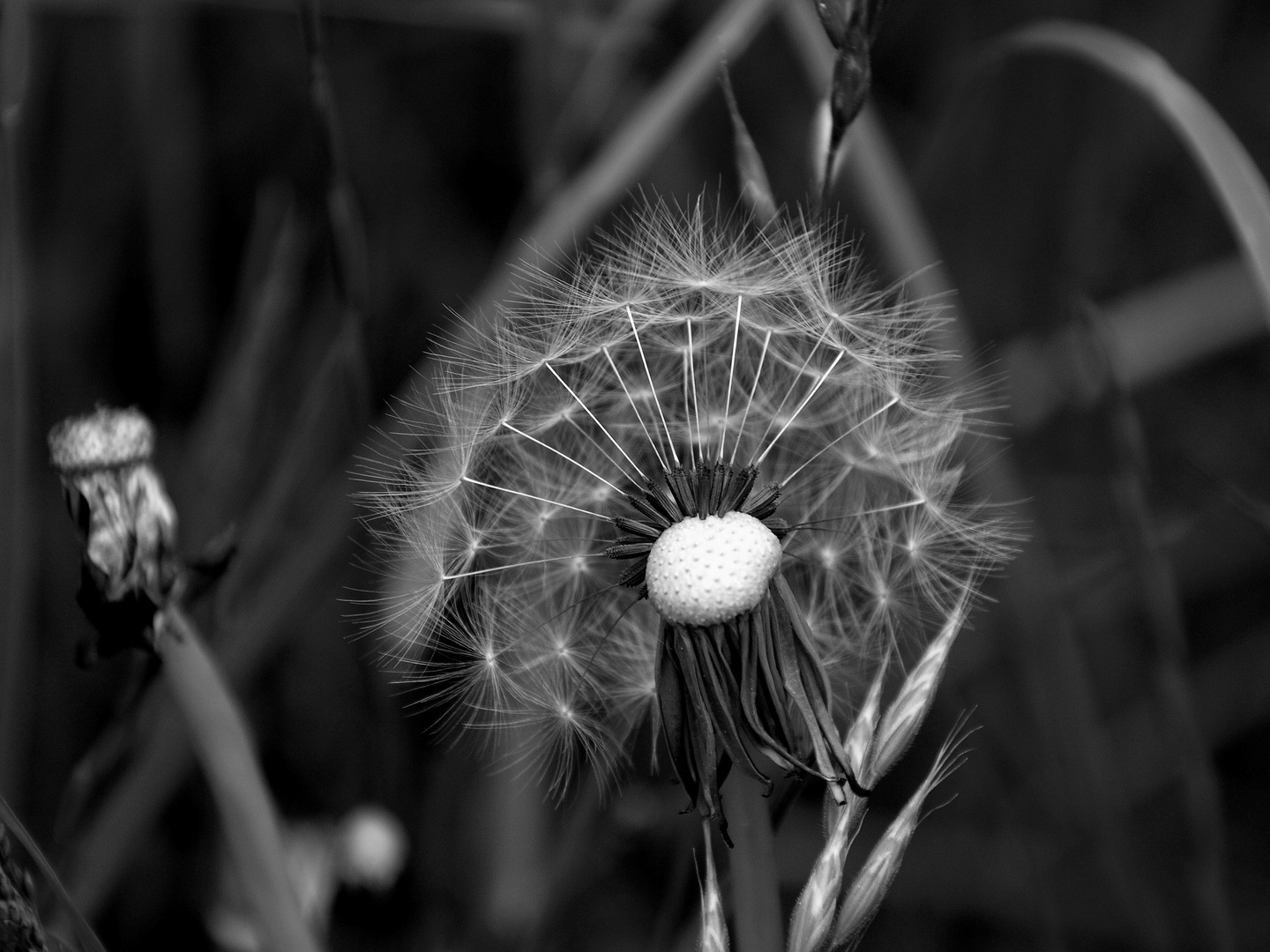 Pusteblume