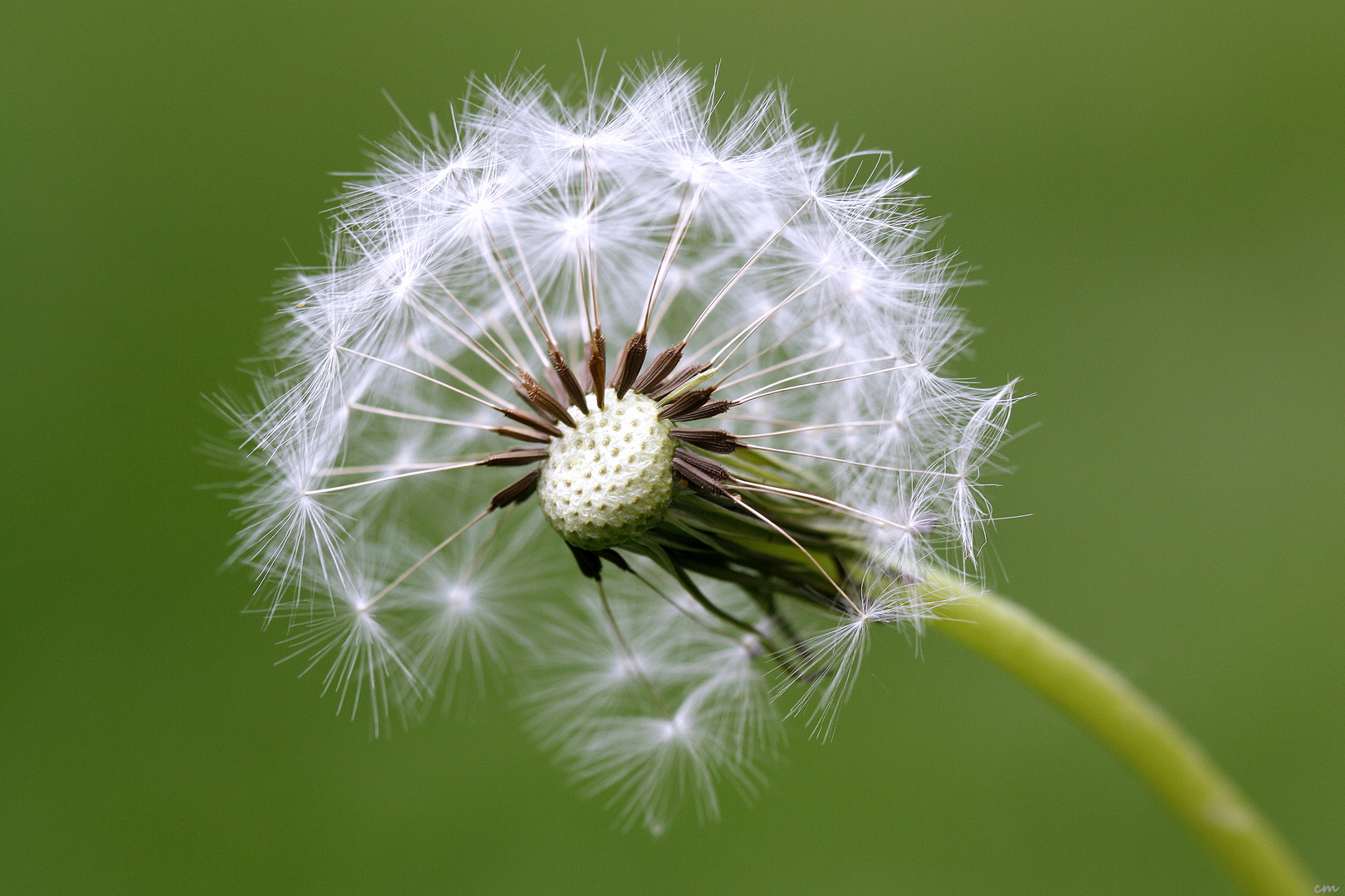 ** PUSTEBLUME **