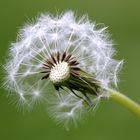 ** PUSTEBLUME **