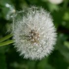 Pusteblume