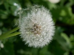 Pusteblume