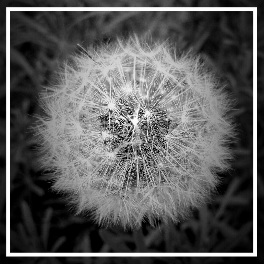 Pusteblume