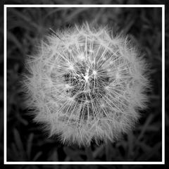 Pusteblume