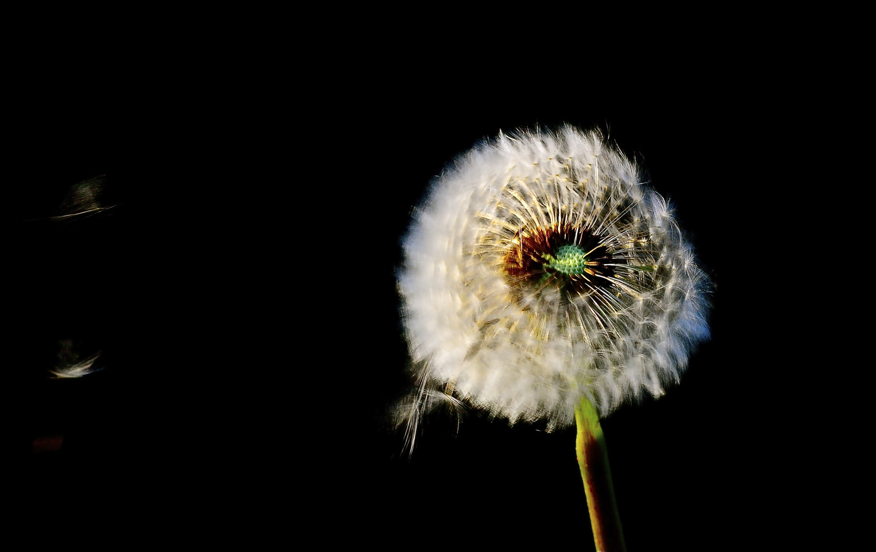 Pusteblume