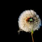 Pusteblume