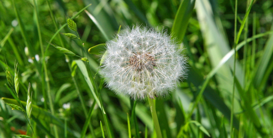 pusteblume