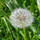 pusteblume