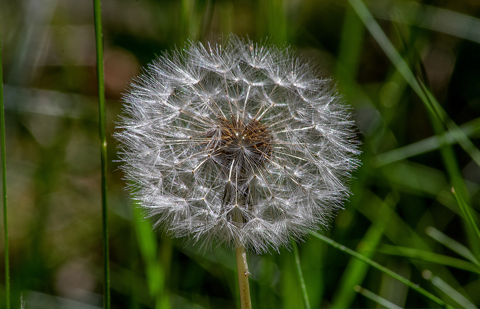 Pusteblume