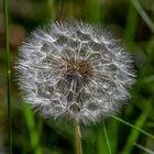 Pusteblume