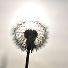 Pusteblume