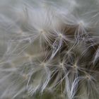 Pusteblume