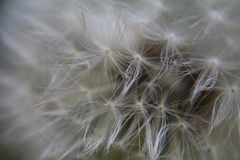 Pusteblume