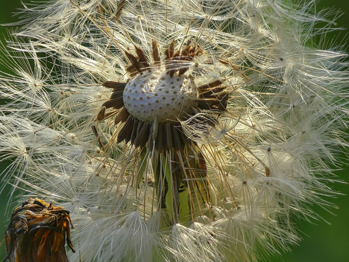 Pusteblume