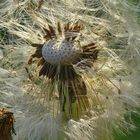 Pusteblume