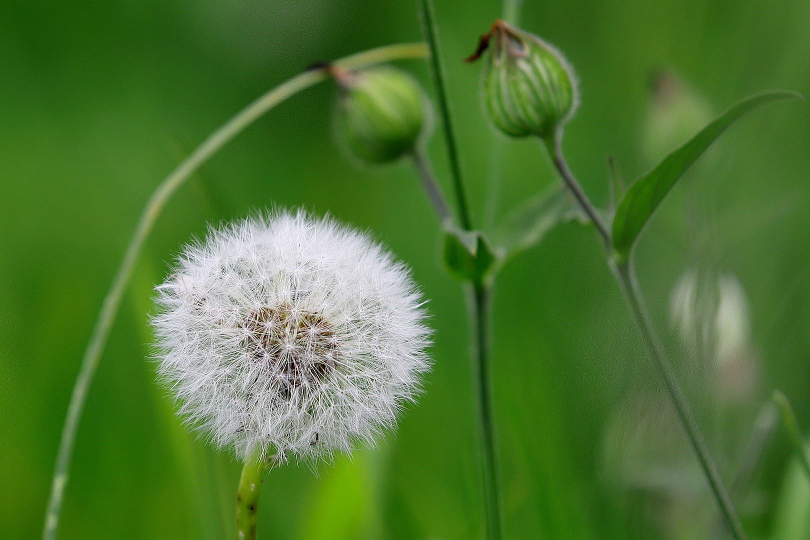 Pusteblume