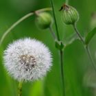 Pusteblume