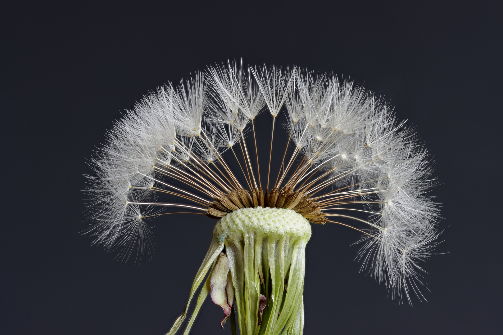 Pusteblume