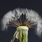 Pusteblume