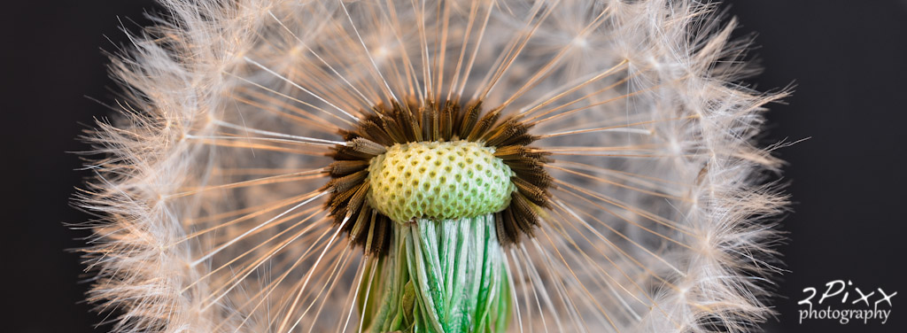 Pusteblume........