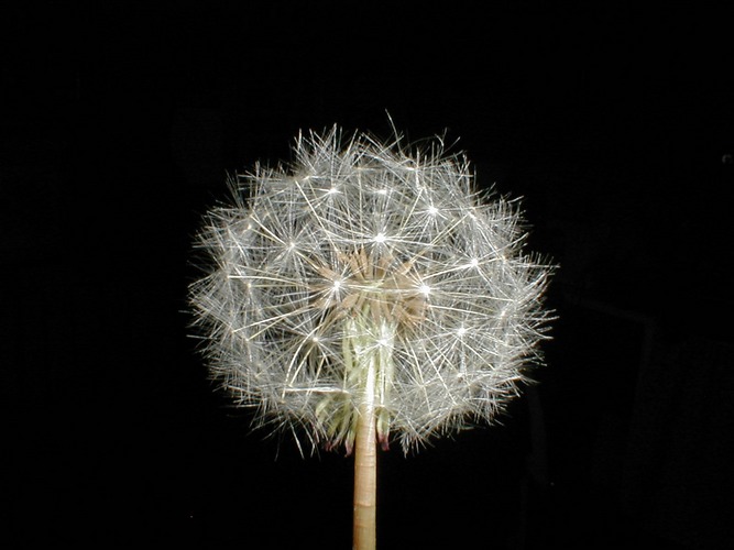 Pusteblume