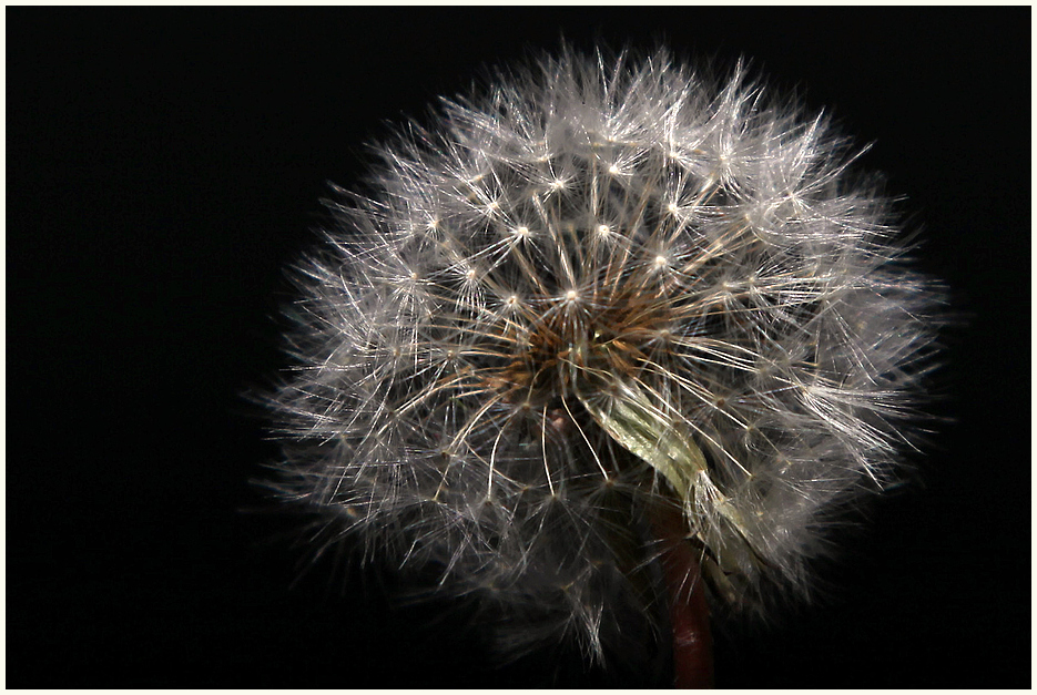 Pusteblume