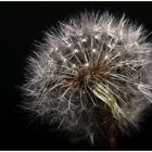 Pusteblume