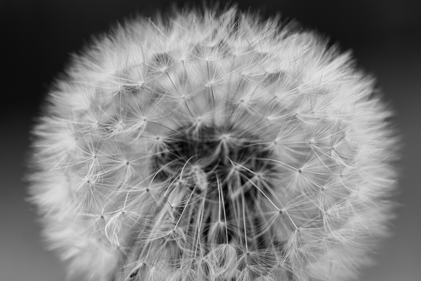 Pusteblume