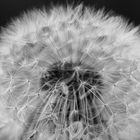 Pusteblume