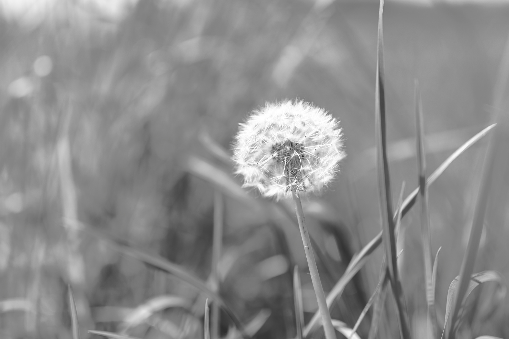 Pusteblume