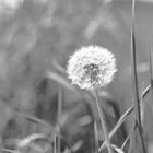 Pusteblume