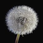 Pusteblume