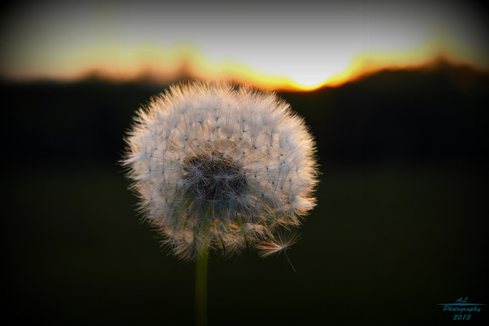 Pusteblume