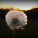 Pusteblume