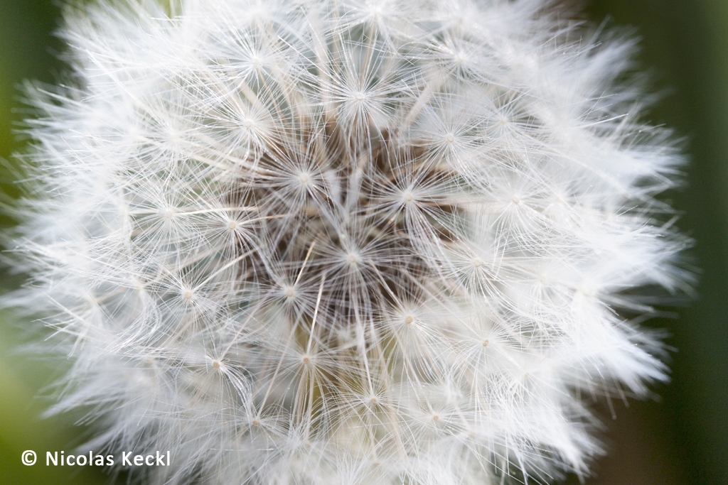 Pusteblume