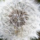 Pusteblume