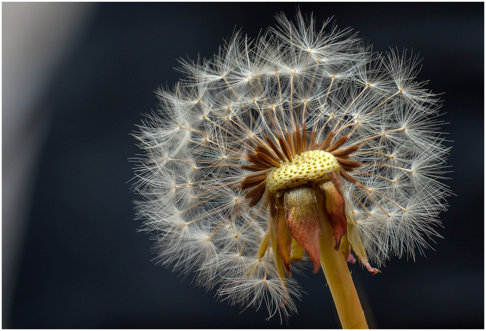 Pusteblume