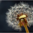 Pusteblume