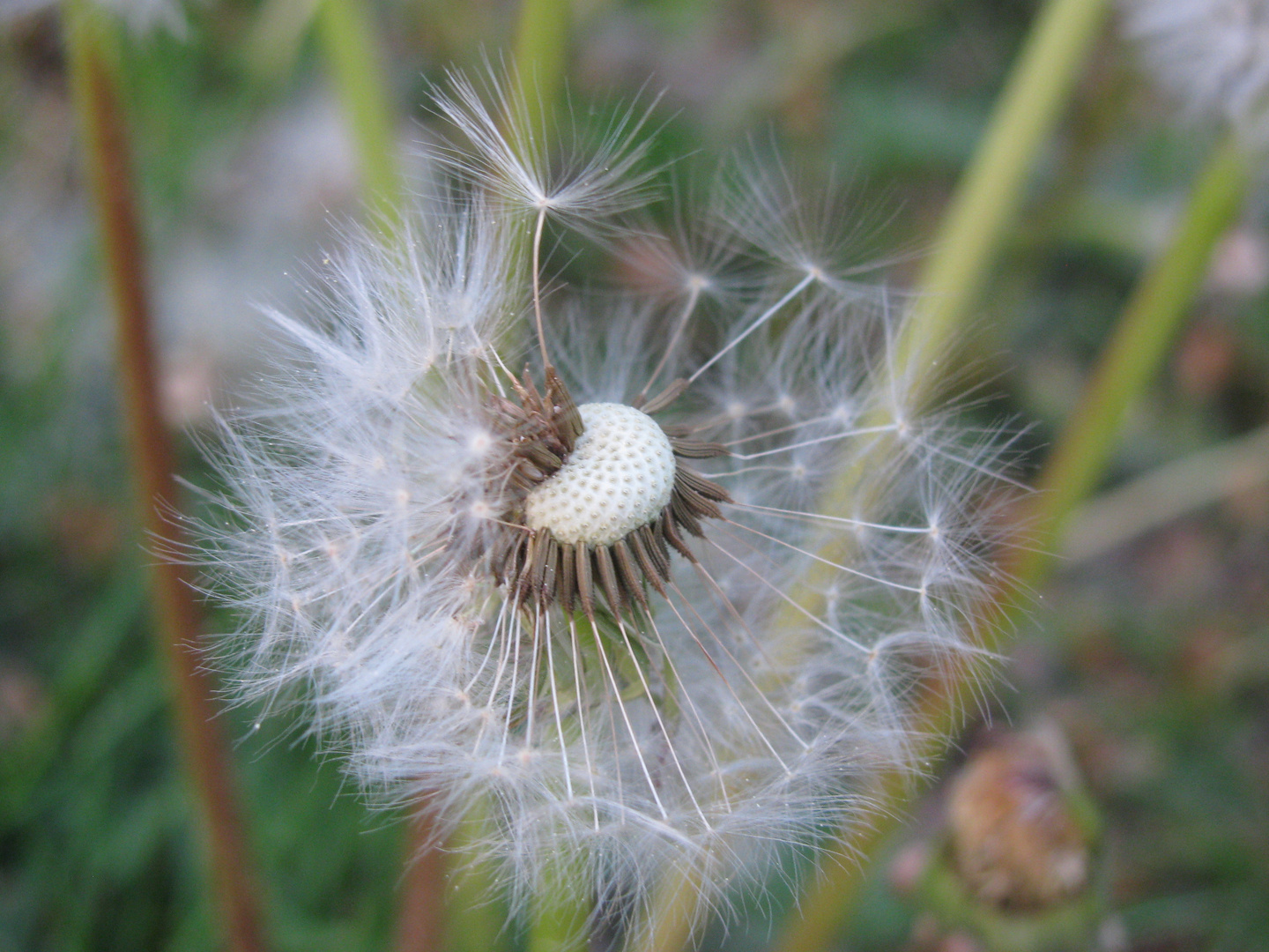 ** Pusteblume **