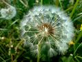 pusteblume by N. Claudia