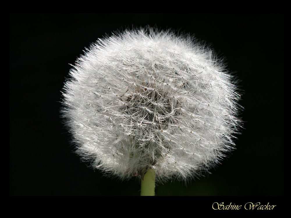 Pusteblume