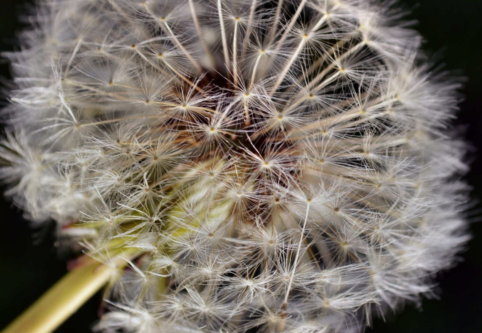 Pusteblume...