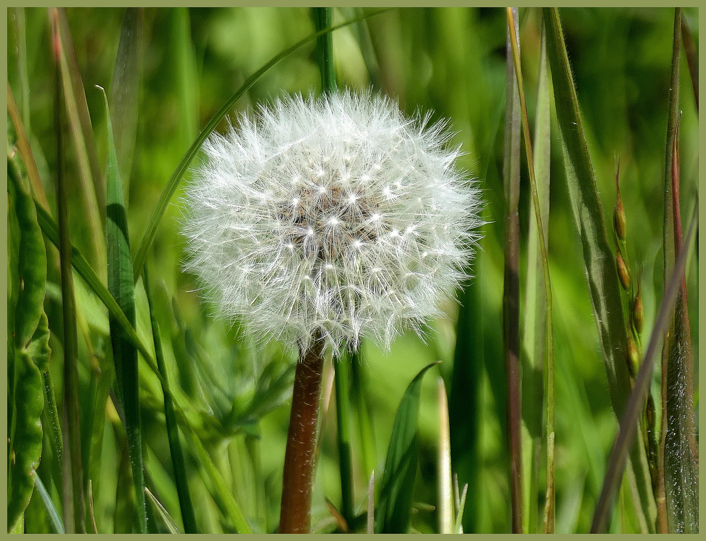 Pusteblume