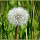 Pusteblume