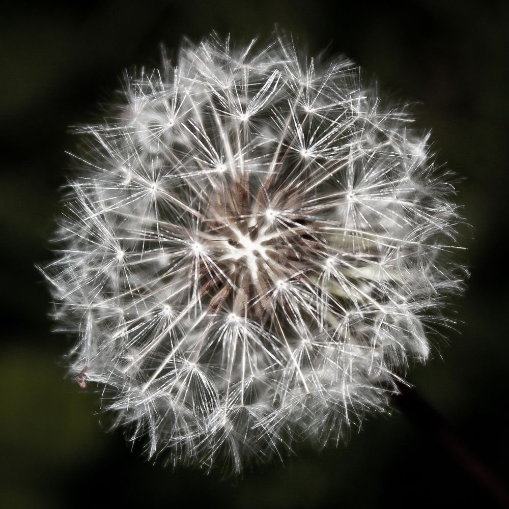 Pusteblume